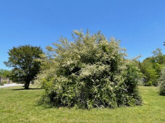 In the spring, scarlet firethorn has small, white flowers that bloom on old wood.