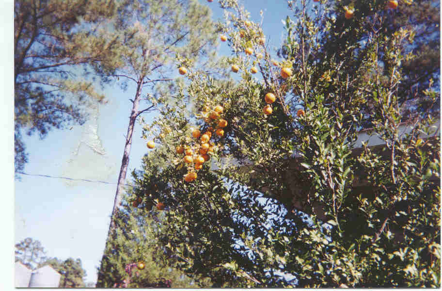 Nippon Orangequat