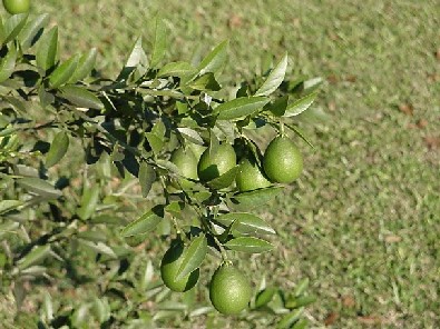 Thomasville Citrangequat