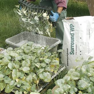 Surround WP – 25 Lb. | White | Pest and Disease Controls | Johnny's Selected Seeds