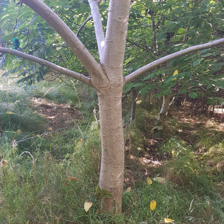 Anybody ID species of Nut? - General Fruit Growing - Growing Fruit