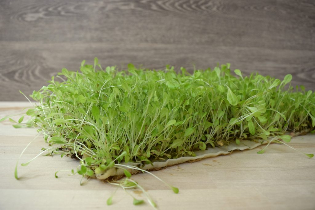 How to Grow with BioStrate® - General Gardening - Growing Fruit