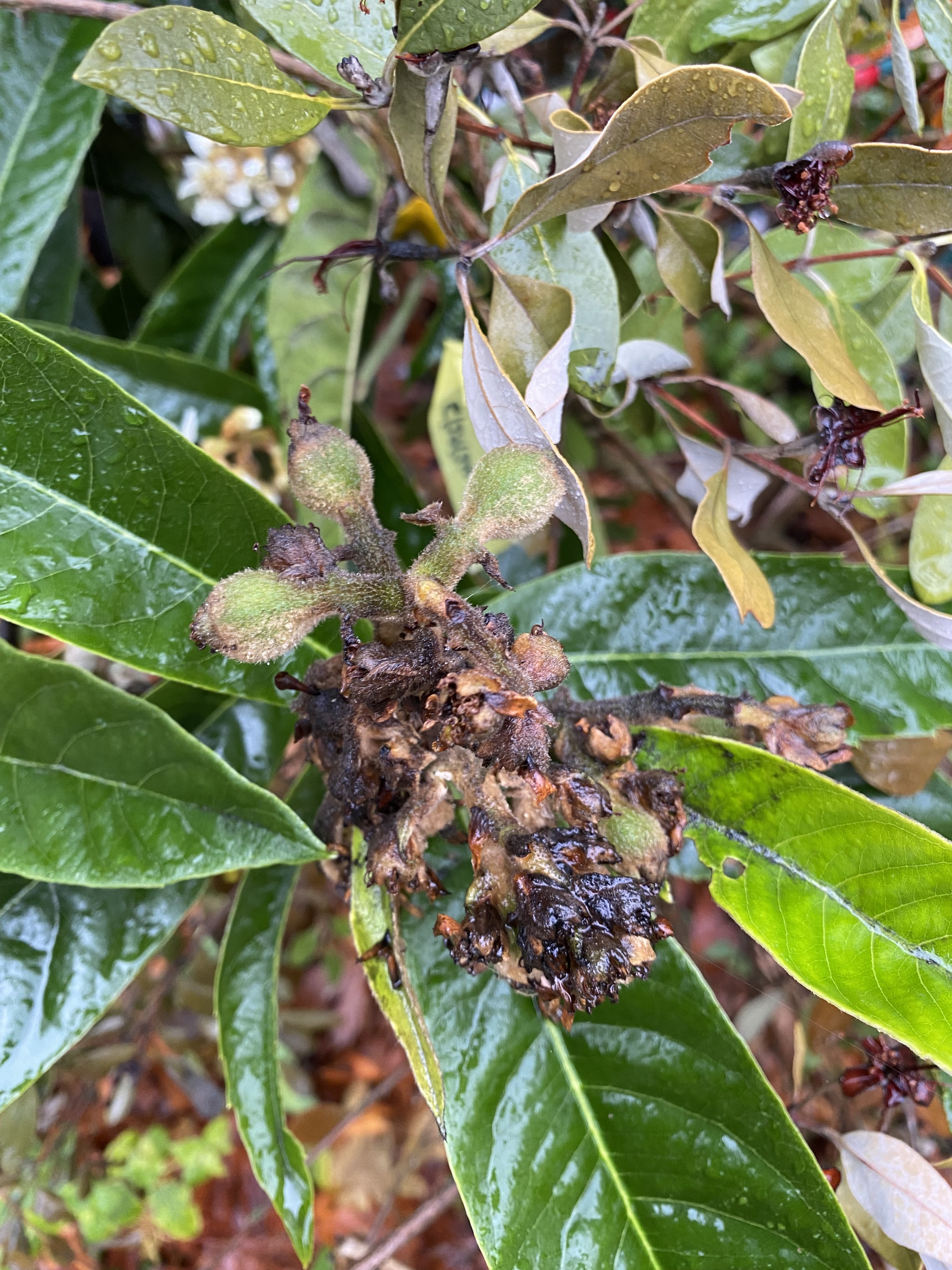 Growing loquats in the Pacific Northwest - Page 30 - General Fruit ...