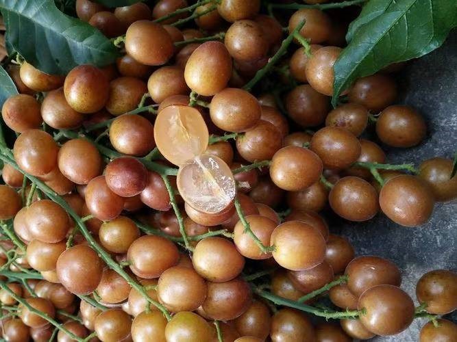 Imagem WhatsApp 2025-10-24 às 19.12.45_3e03ff86