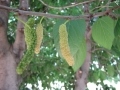 Saharanpur mulberries transitioning from green to white.