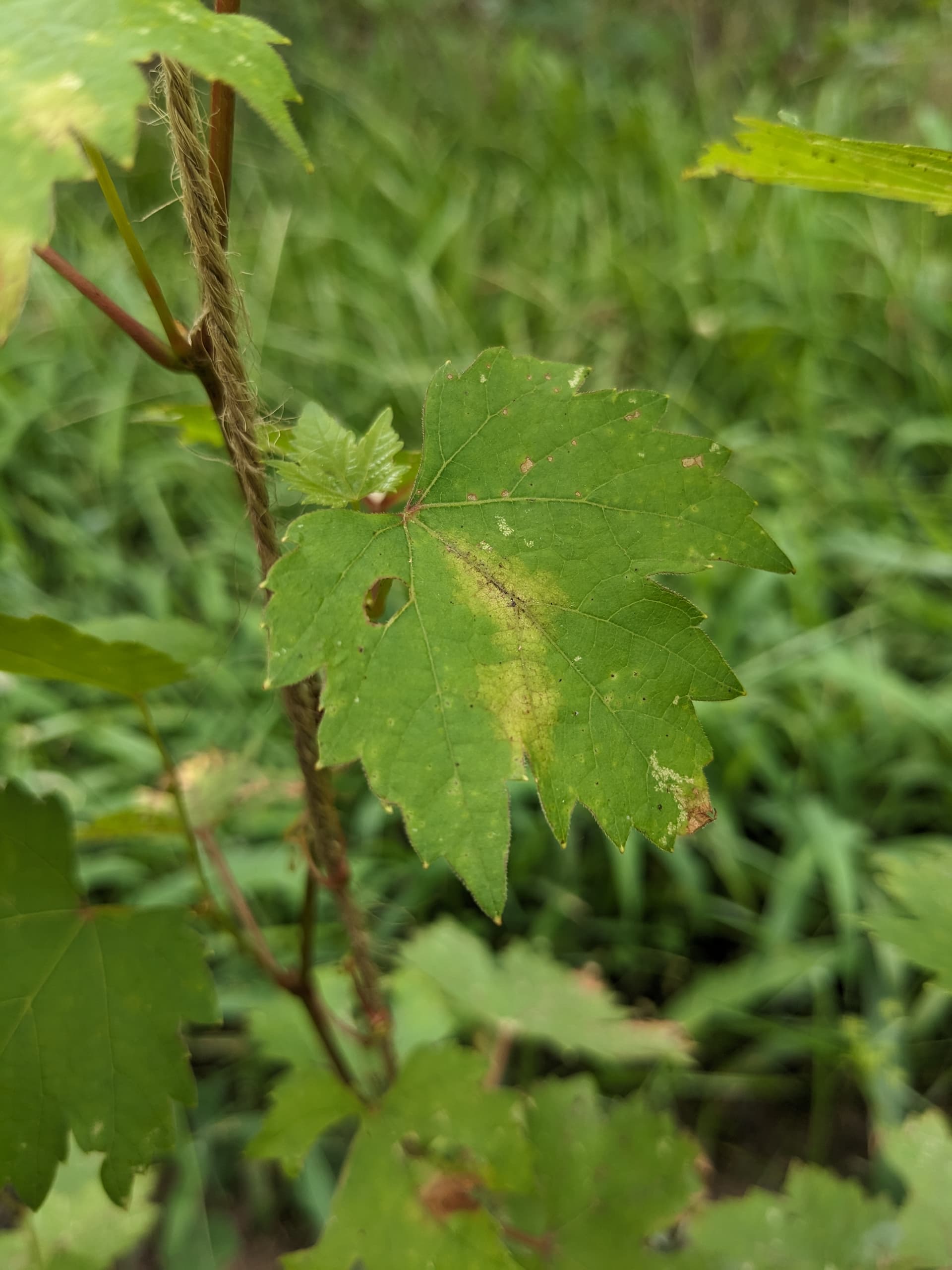 Grape breeding 101 - General Fruit Growing - Growing Fruit