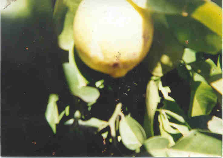 Ichang Lemon