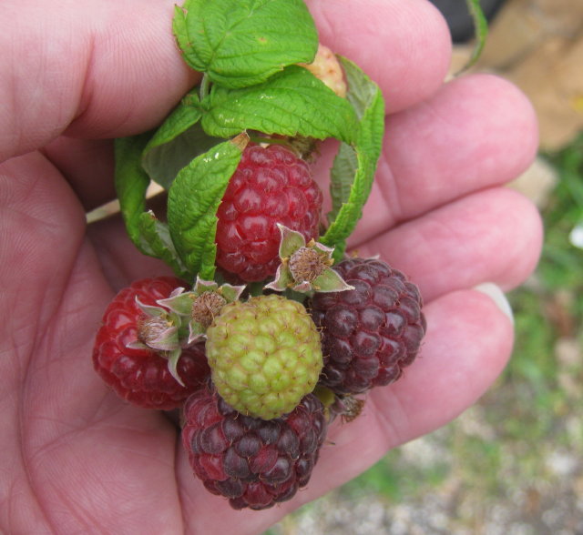 Mysore x Red Rasp x Purple x purple._1