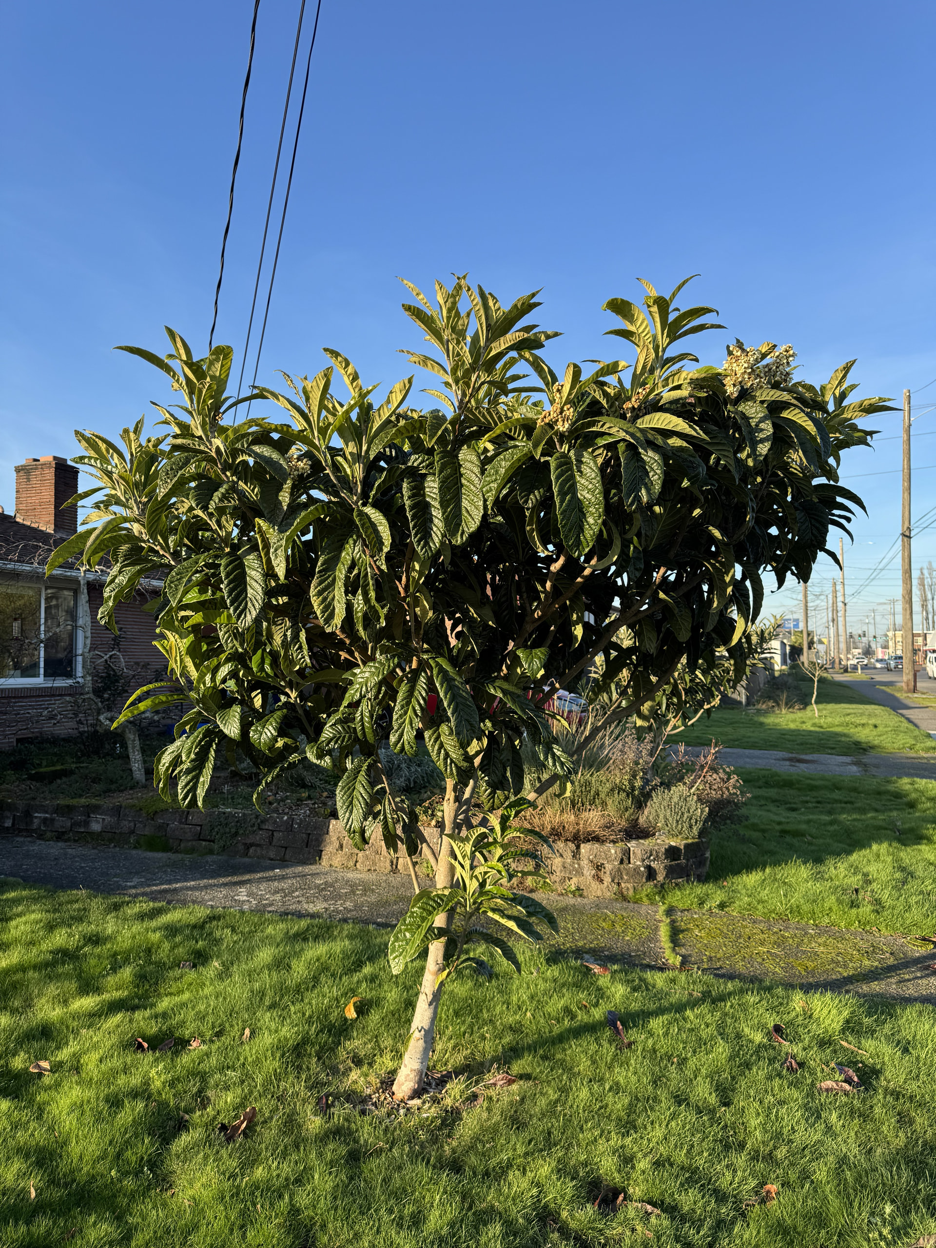 Loquat Tree Seattle Growing loquats in the Pacific Northwest - Page 32 - General Fruit ...