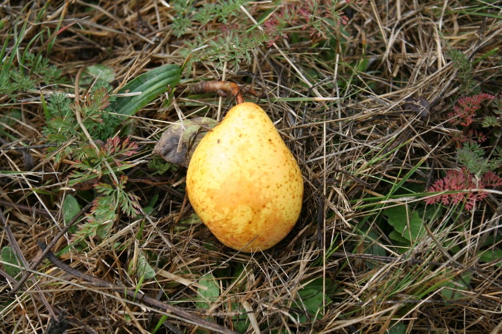 pyr0159.002.fruit.2011