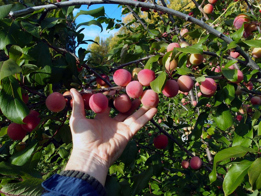 2011plum1