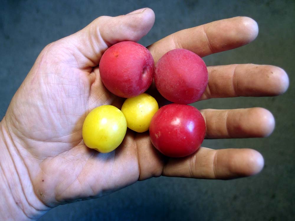 2011plum