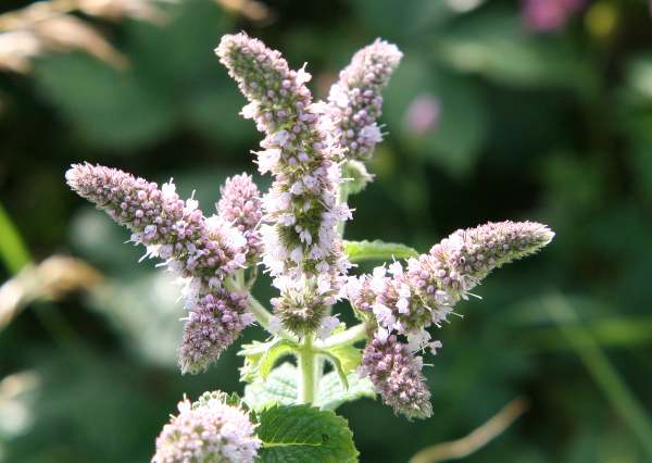 mentha-spicata2
