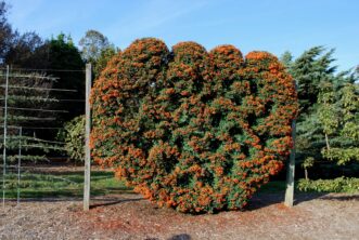 A scarlet firethorn is displayed as an espalier on a framework of stakes/trellises.