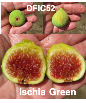 DFIC_52_0000C_PL_2019_Fruit