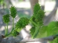 immature Shangri La mulberry fruit