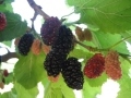 A cluster of black, red, and pink Rupp's Romanian mulberries