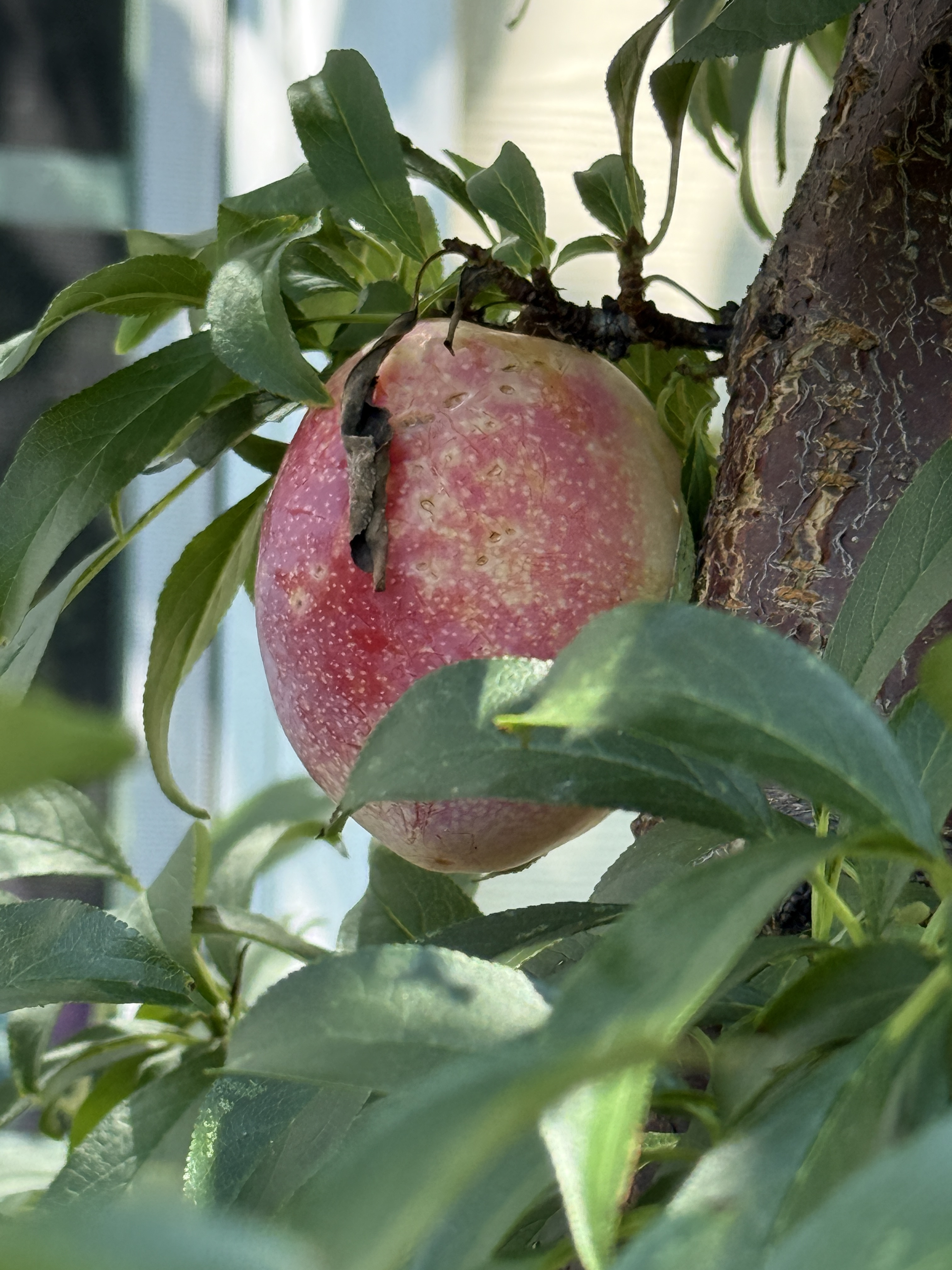 What cultivar of plum is this? Is it a hybrid? - General Fruit Growing ...