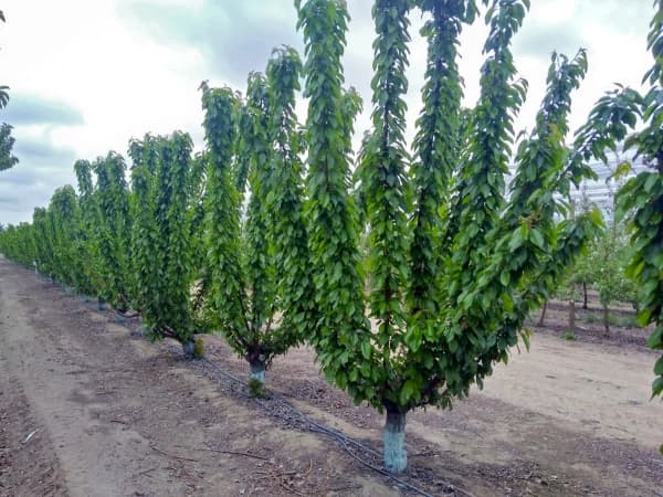 sistemi-allevamento-ciliegio-cile-training-systems-cherry-chile-3-1