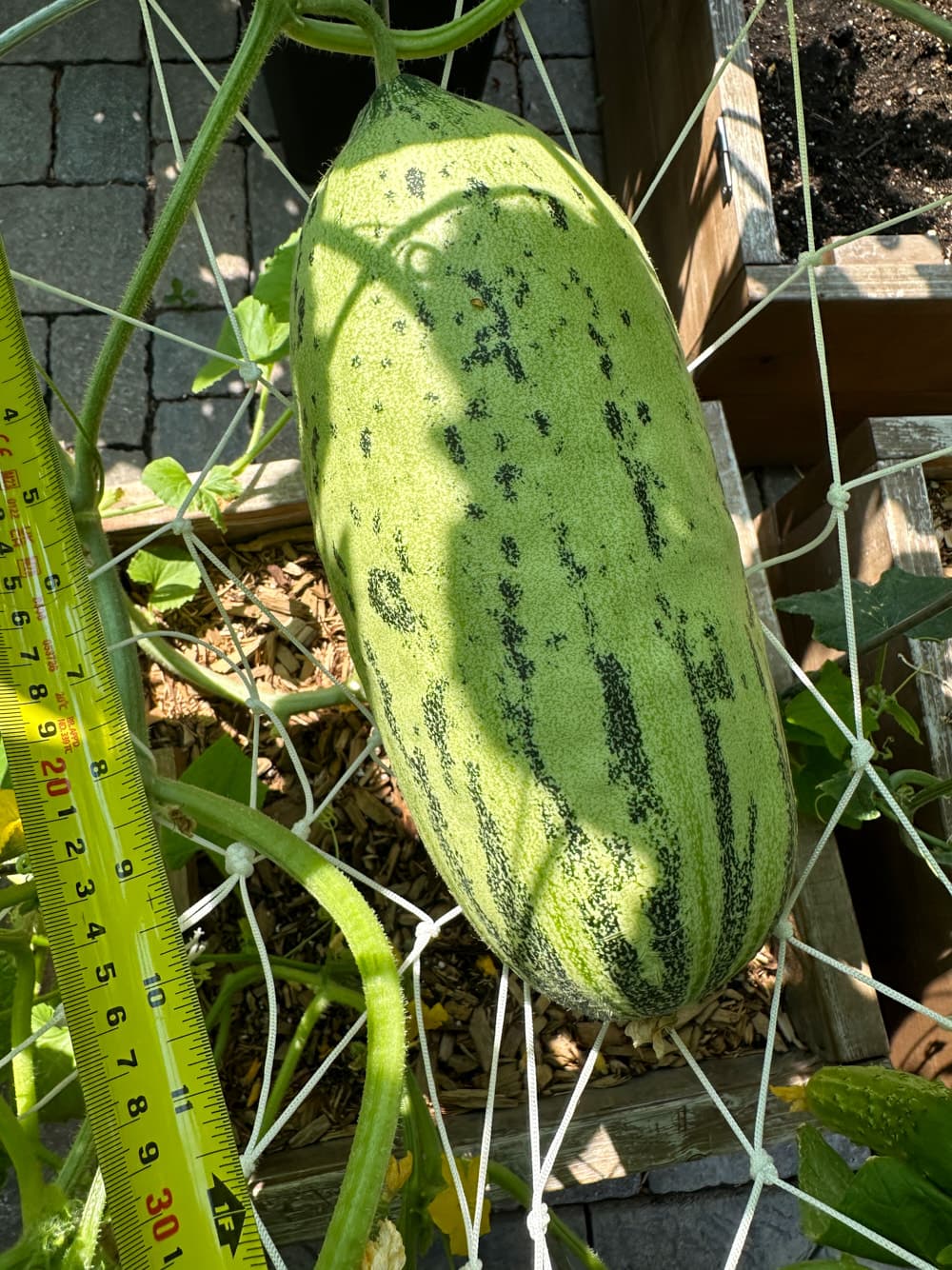 melon