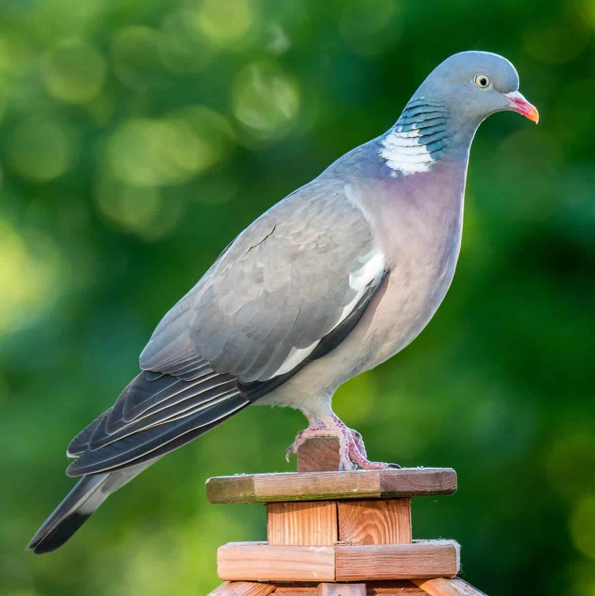 Wood-pigeon-Calumba-palumbus