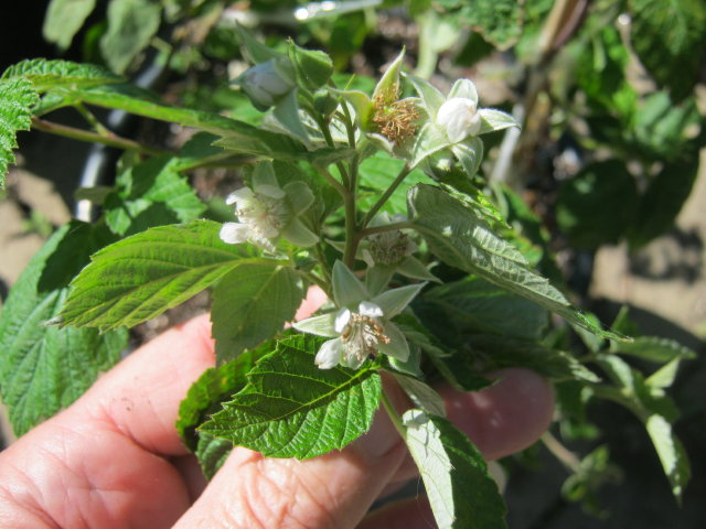R.parvifolius x idaeus x idaeus BC1_1