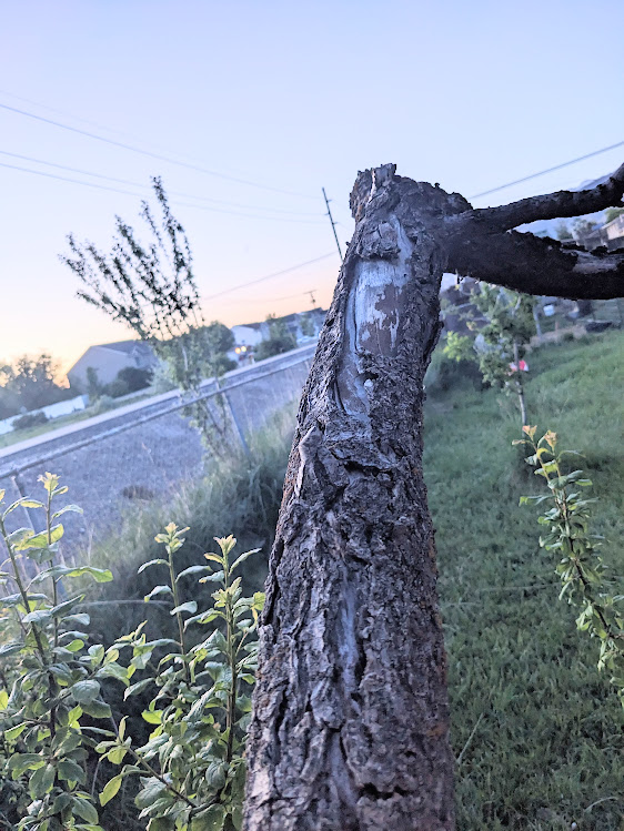 PXL_20240515_025554767