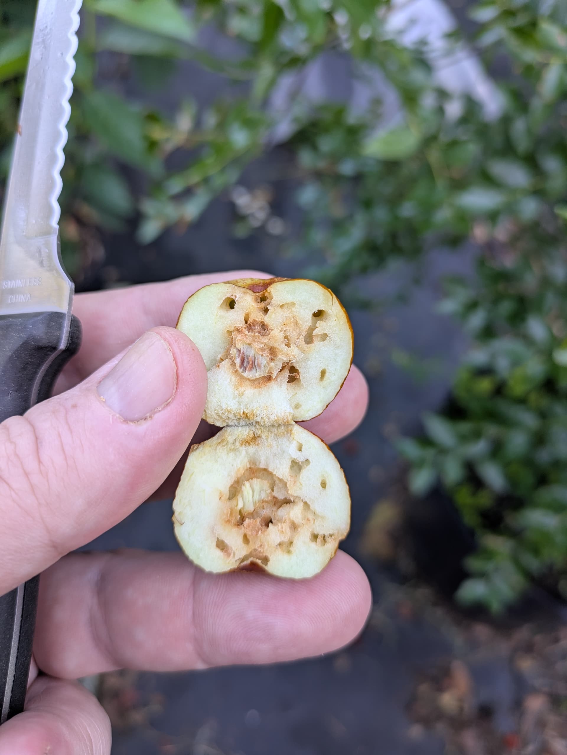 Jujube worms - General Fruit Growing - Growing Fruit