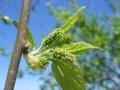 illinois everbearing mulberry flowers