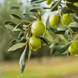caring-for-arbequina-olive-trees