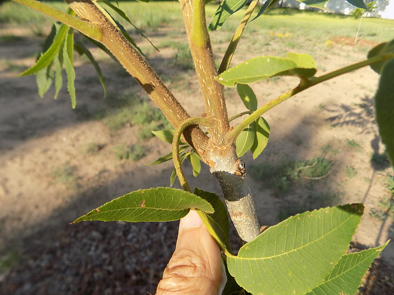 Which Pecan nut branch to prune - General Fruit Growing - Growing Fruit