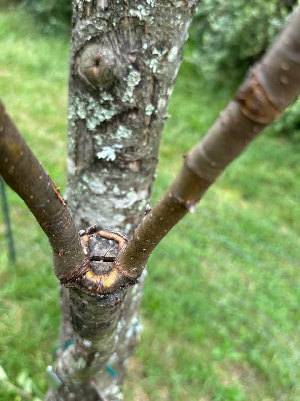 apple cleft grafts2