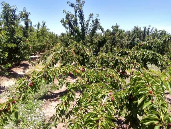 sistemi-allevamento-ciliegio-cile-training-systems-cherry-chile-14