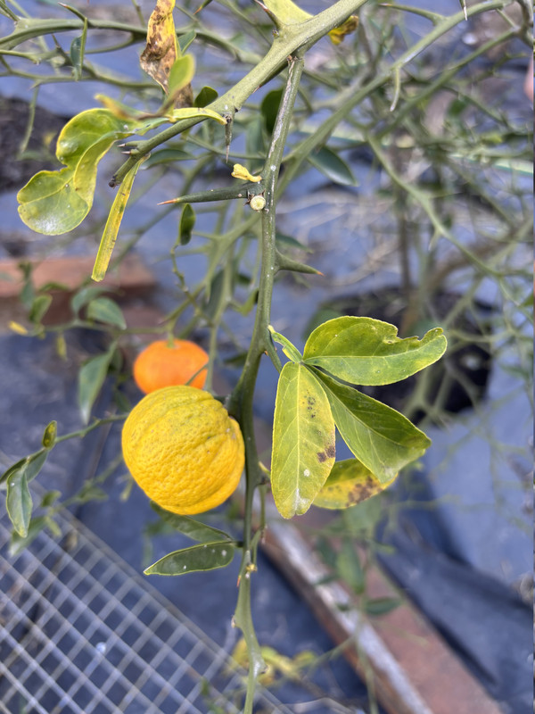 Fruit with Satsuma flesh and Poncirus rind appears on a branch with more Poncirus characteristics.