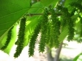 immature green Pakistan mulberries