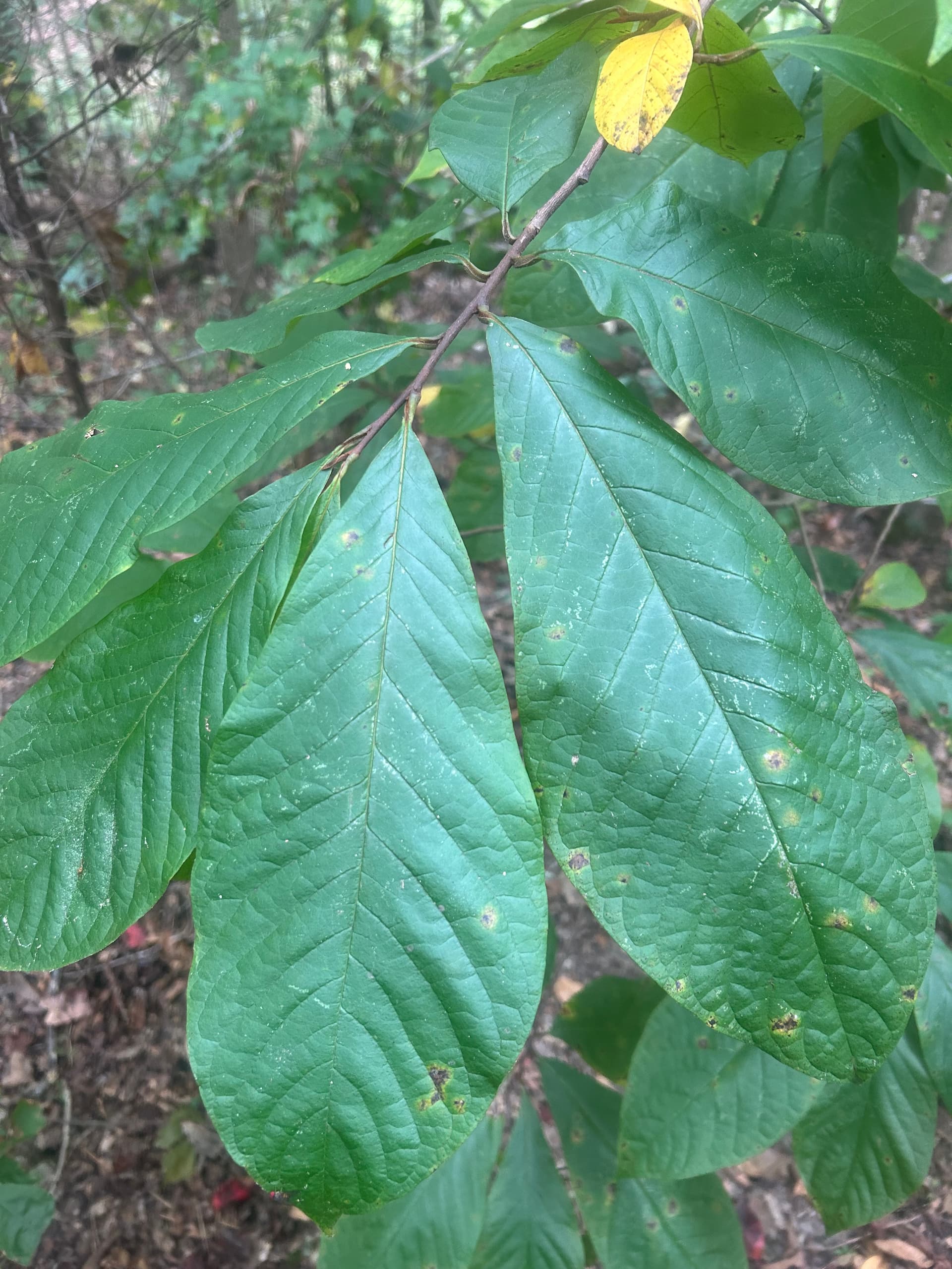 Did I finally find a pawpaw patch? - General Fruit Growing - Growing Fruit