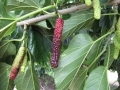 A ripe Pakistan mulberry with colors transitioning from red to dark purple, surrounded by immature fruit.