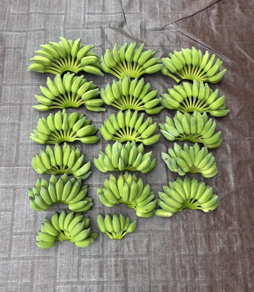 592340801_10238277785705381_959611161432768177_n