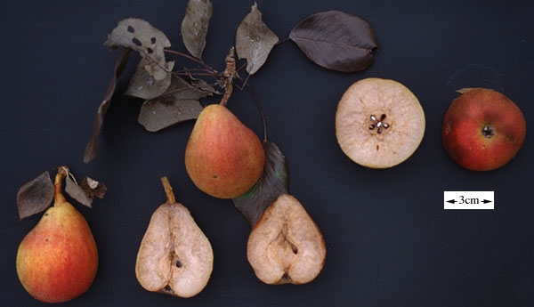 pyr2105.sectionedfruit01-1