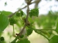 immature Beautiful Day mulberry fruit