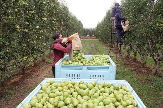 Experiments with Bartlett pear trees on Tatura Trellis began in 1975 at the Research Institute, Tatura, in the Goulburn Valley. The Bartlett trees are now producing commercial yields near Ardmona that we believe are at the biological limit of pear production. Yields of 114 to 123 tonnes per hectare/bins per acre is two to three times the average yield of commercial orchards with Bartlett trees in the Goulburn Valley, Australia. <b>(Courtesy Bas van den Ende)</b>
