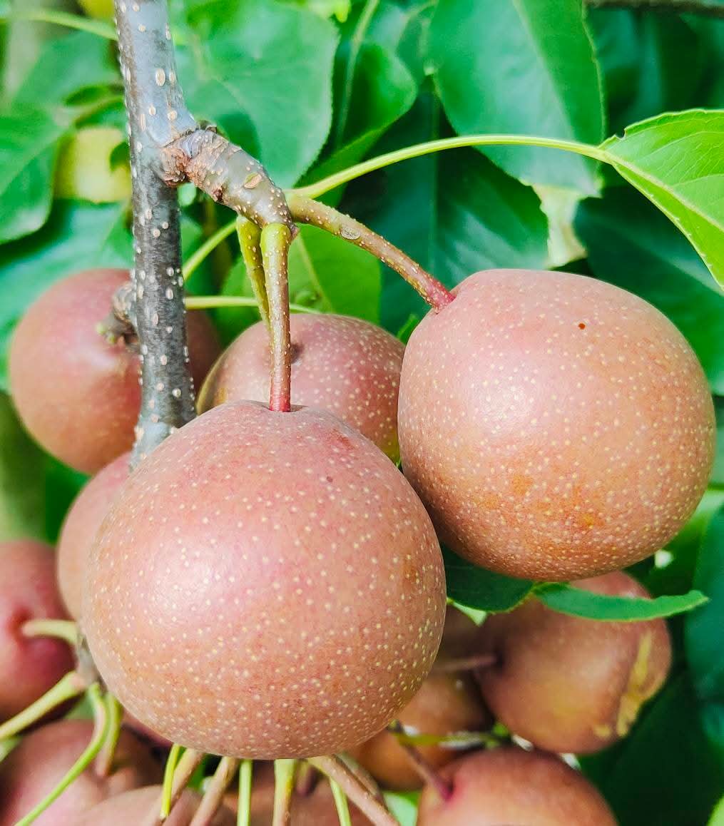 FB_IMG_1754250776588