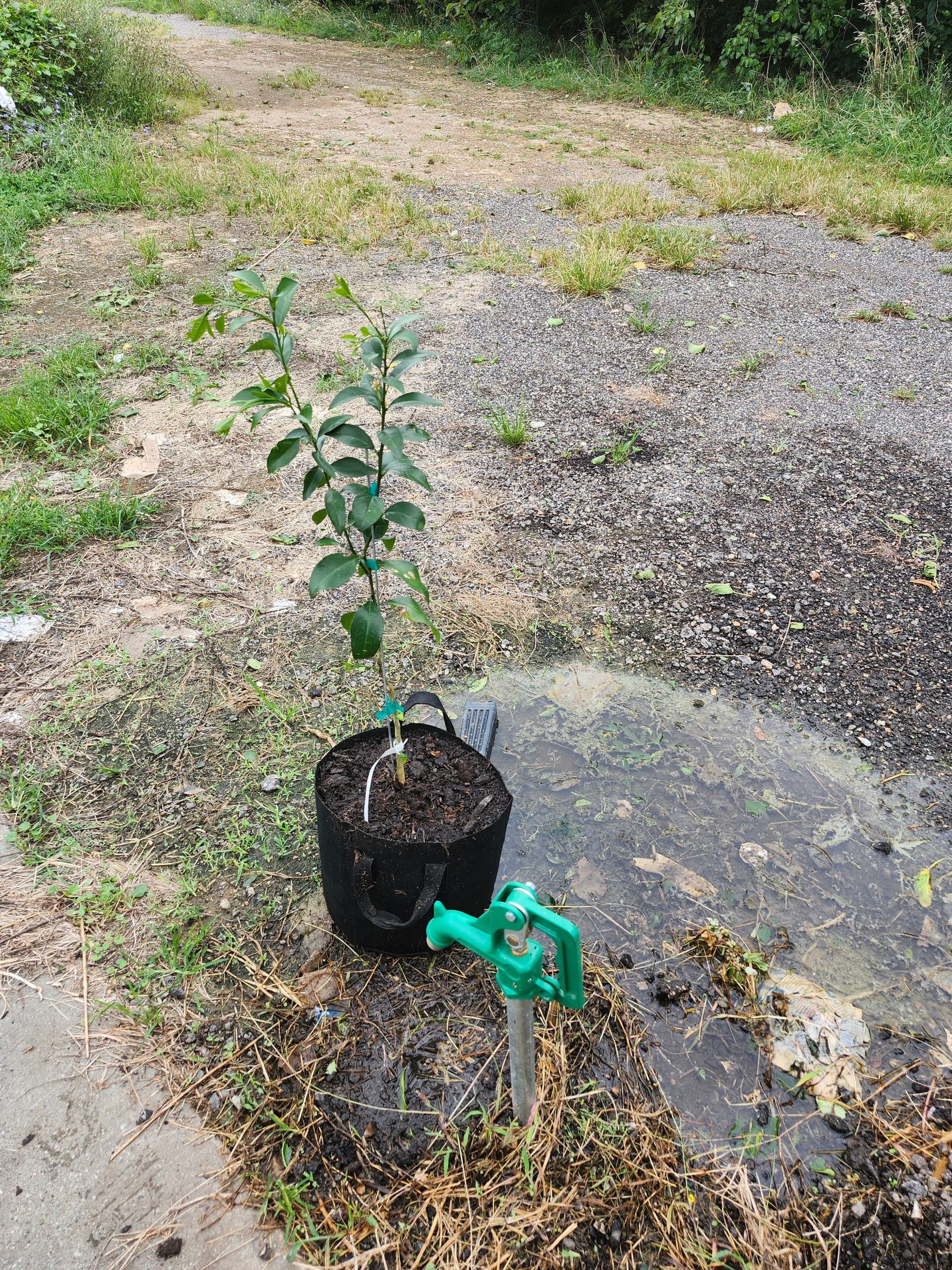 Clarkinks Citrus fruitlets 2026 - General Fruit Growing - Growing