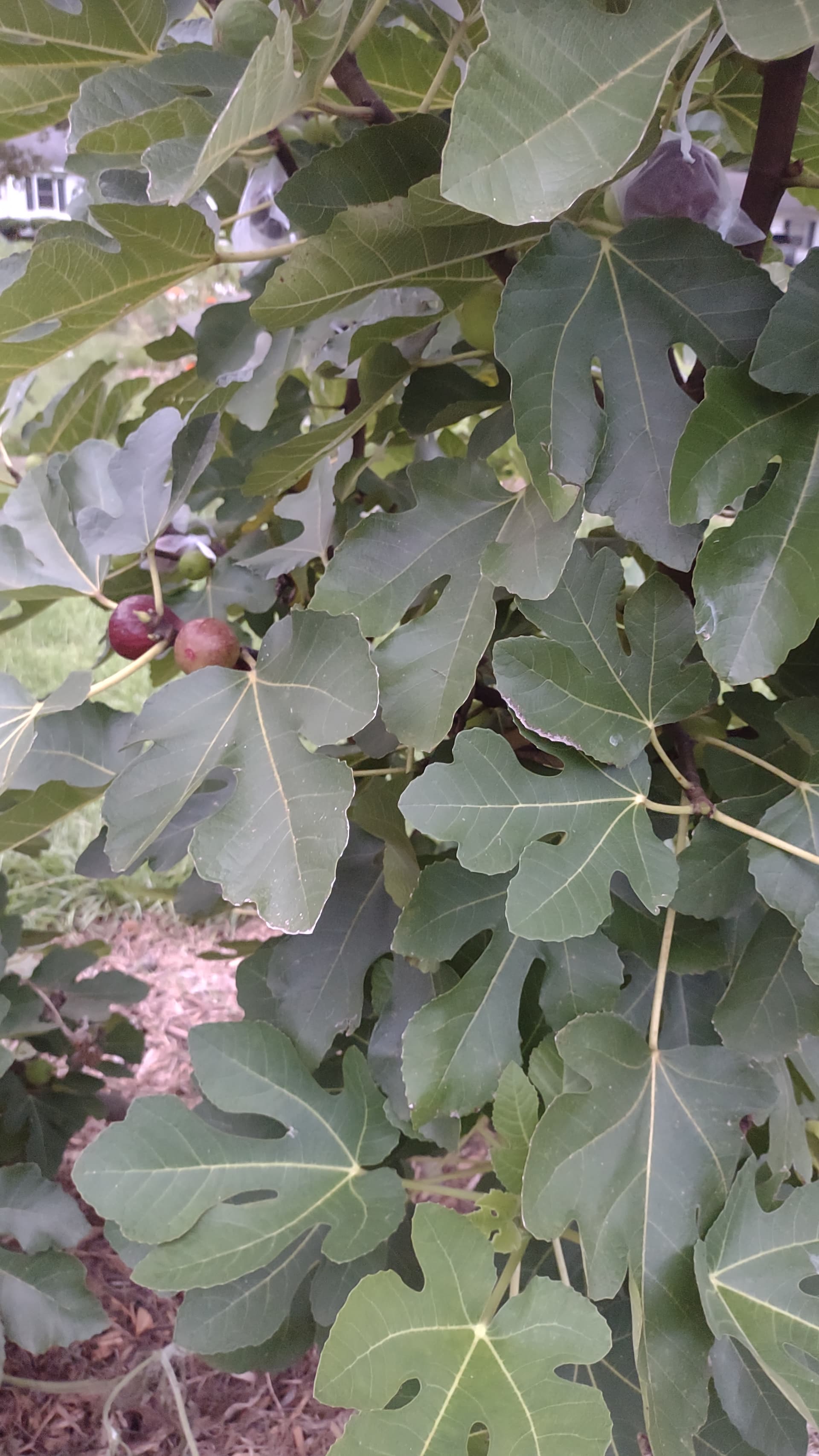Figs 2025 - General Fruit Growing - Growing Fruit