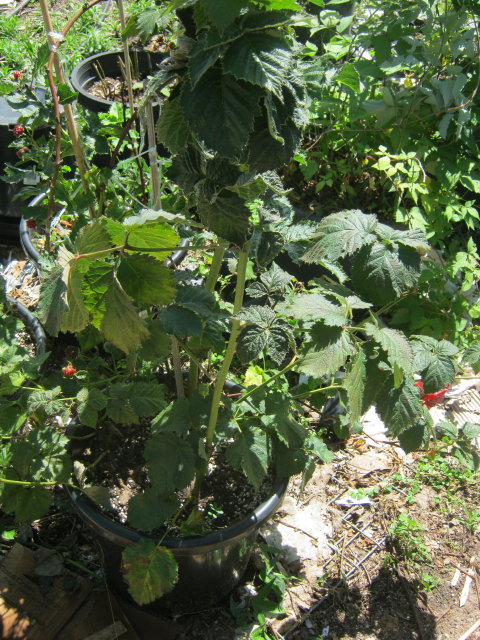 Blkberry x Rasp 6x Hybrid._1