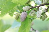 lavender and white mulberries