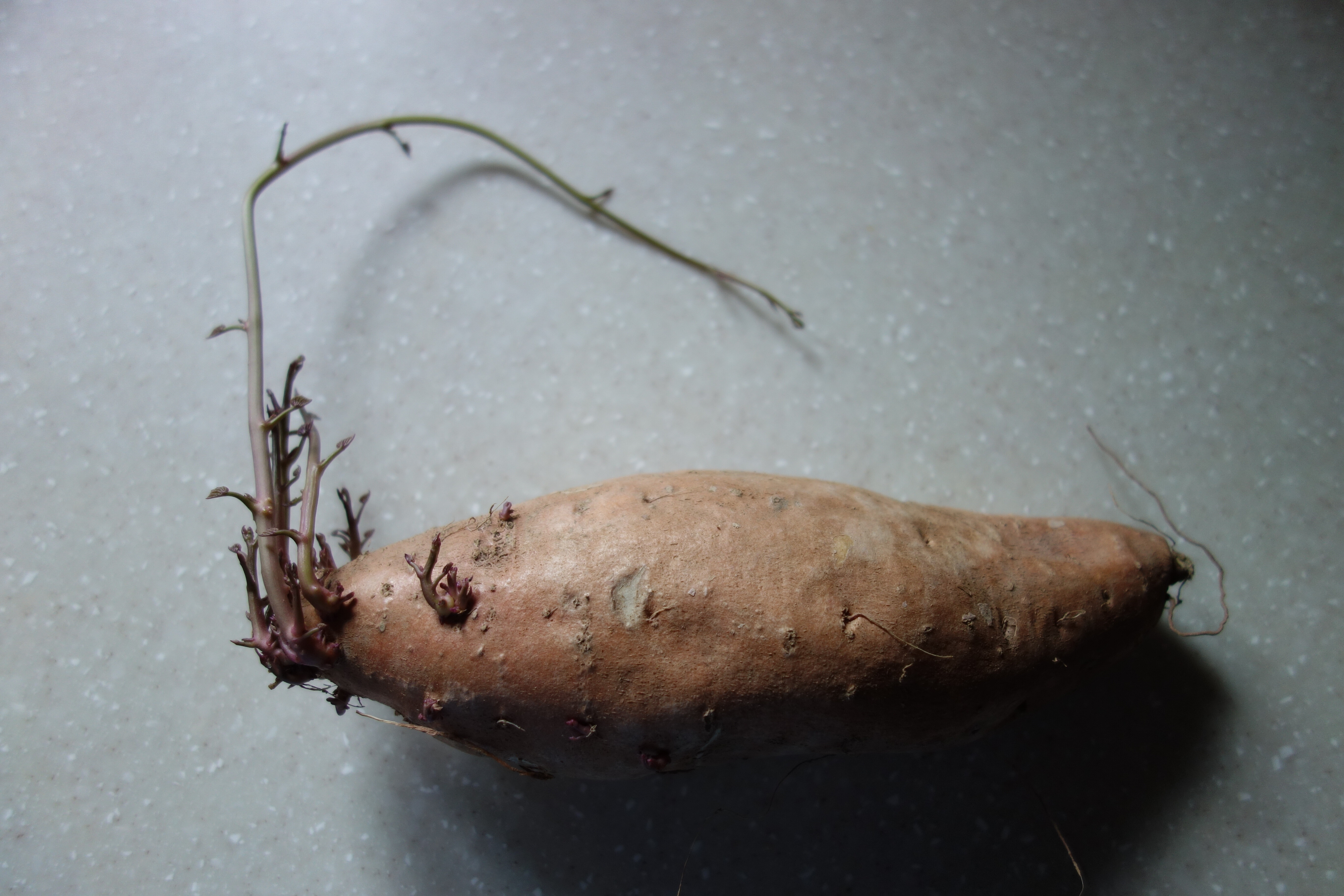 root%20cellar%20yam.JPG