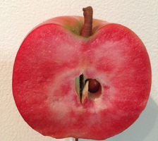 pekacervenca