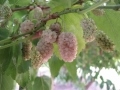 White and lavender Beautiful Day mulberries.