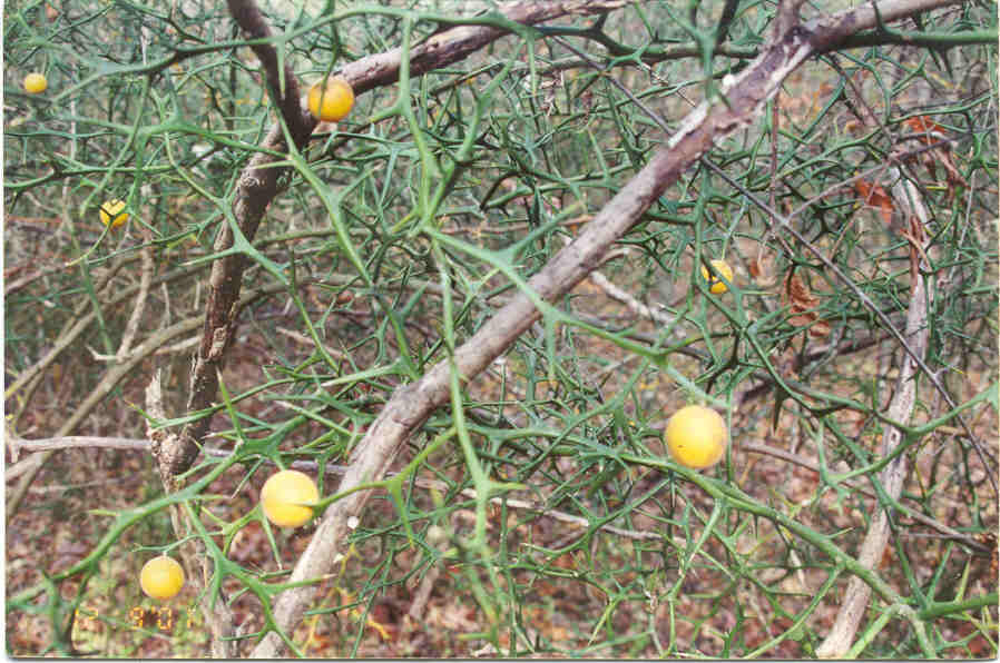 Bitter Lemon